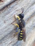 Lestica clypeata